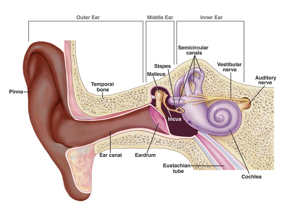 Understanding Otosclerosis
